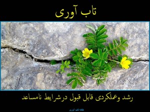 تاب آوری روانی چیست ؟