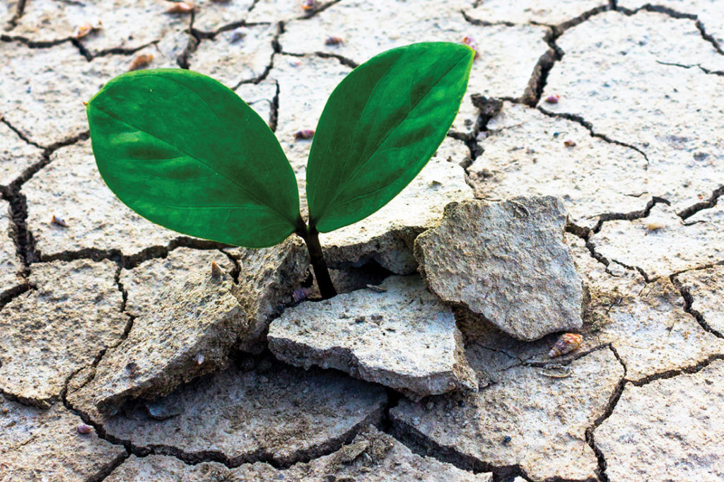 رشد پس از سانحه و تاب آوری