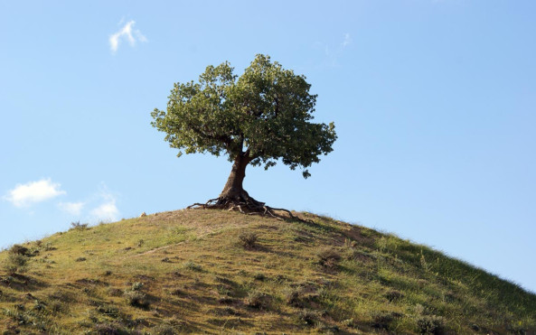 سواد زیست‌محیطی چگونه به توسعه پایدار و تاب آوری