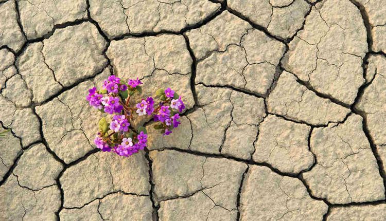 ارتباط هوش هیجانی با تاب آوری