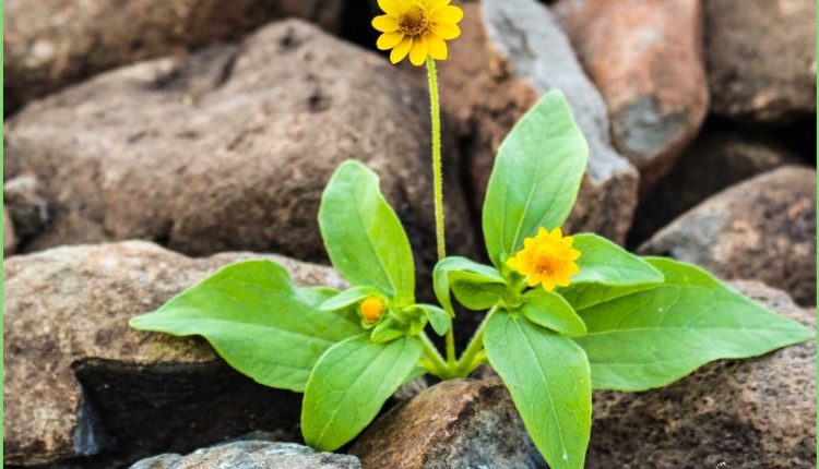 مسیر تاب‌آوری تنها یک واکنش عاطفی ساده نیست