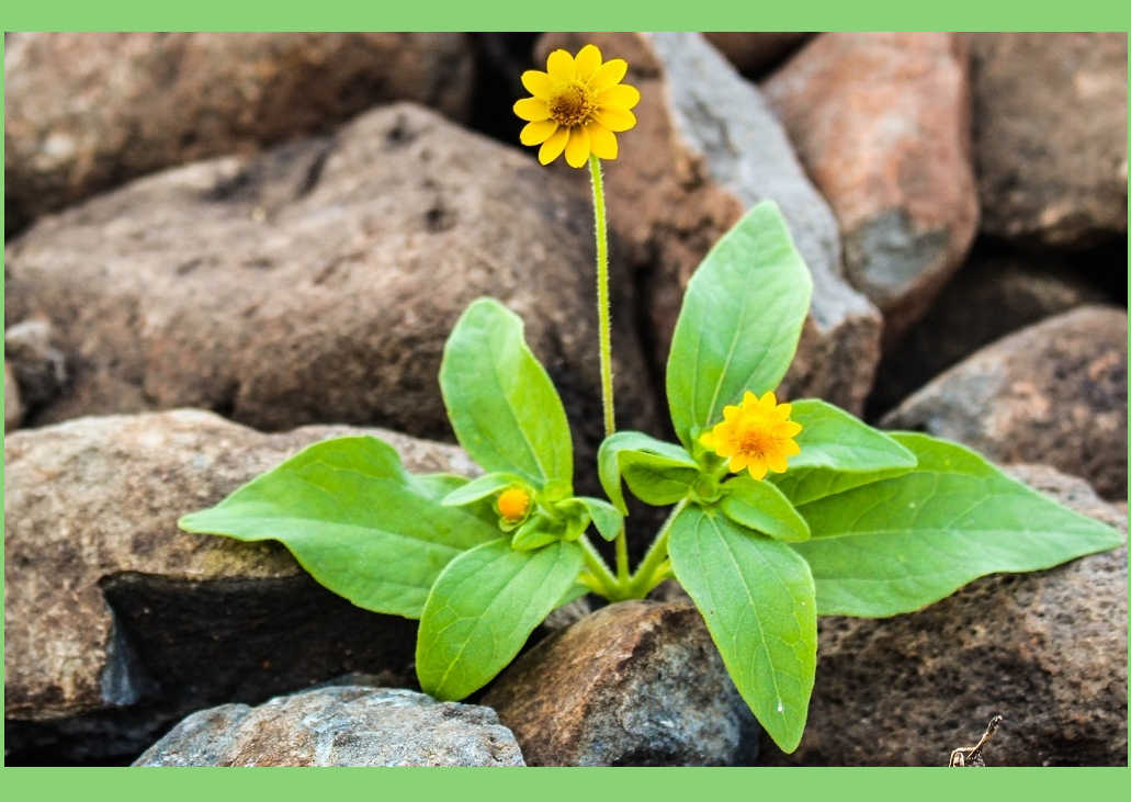 مسیر تابآوری تنها یک واکنش عاطفی ساده نیست