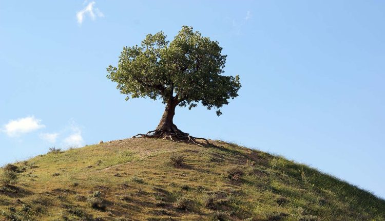 نقش درخت و درختکاری در تاب‌آوری اقلیم