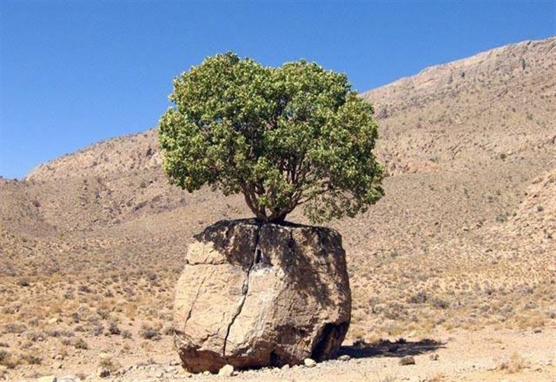 بلوط سفیر تاب‌آوری مردمان زاگرس است