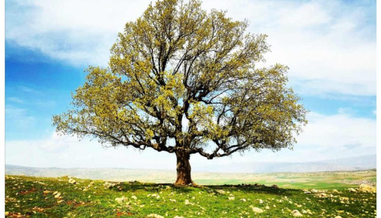 بلوط نماد تاب آوری و امید