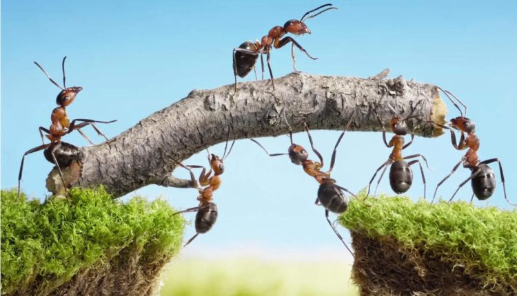 تاب آوری مورچه