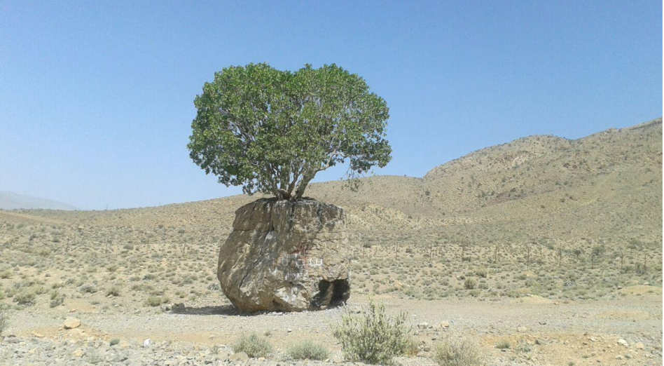 زیبایی تسلیم نشدن